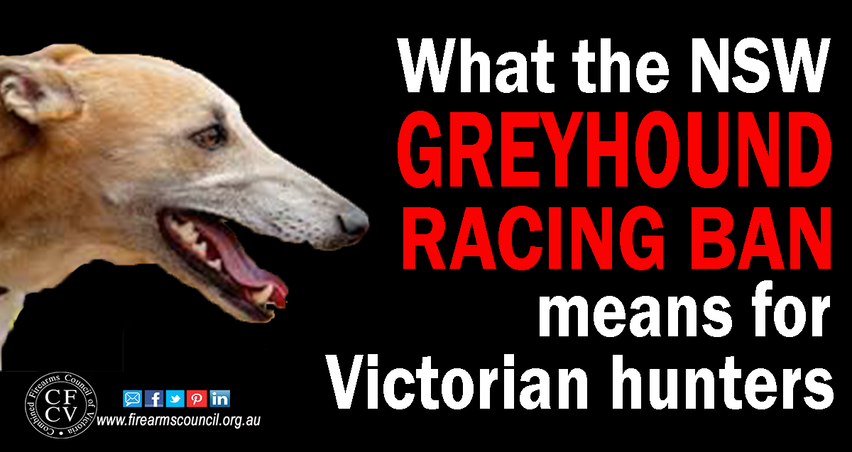 Greyhounds1